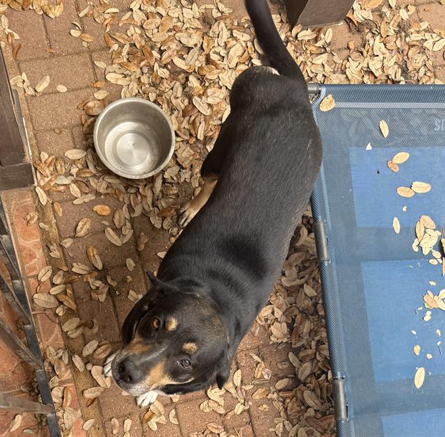 adoptable Dog in San Antonio, TX named PIRATE