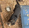 adoptable Dog in  named PIRATE