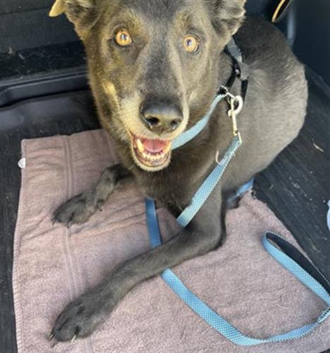 adoptable Dog in San Antonio, TX named AKUMBA
