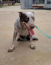 adoptable Dog in  named CHARLIE