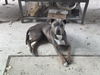adoptable Dog in  named ZEUS