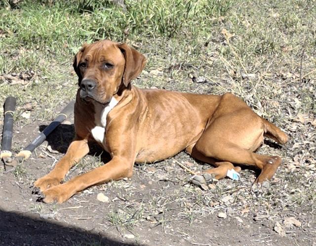 adoptable Dog in San Antonio, TX named DAISY