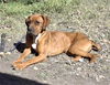 adoptable Dog in  named DAISY