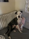 adoptable Dog in  named SCOUT