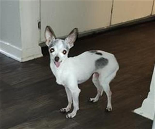 adoptable Dog in San Antonio, TX named KHLOE