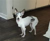 adoptable Dog in  named KHLOE