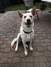 adoptable Dog in  named LUNA