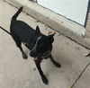 adoptable Dog in  named REBA