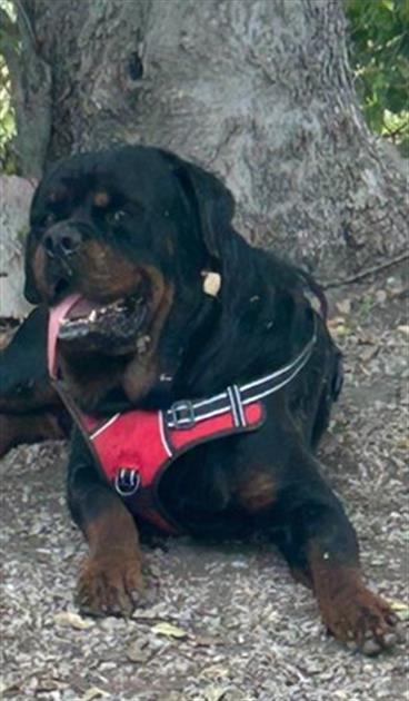 adoptable Dog in San Antonio, TX named BEAR ANTHONY