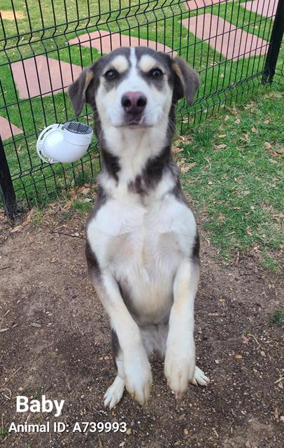 adoptable Dog in San Antonio, TX named BABY