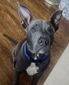 adoptable Dog in  named ASTRO