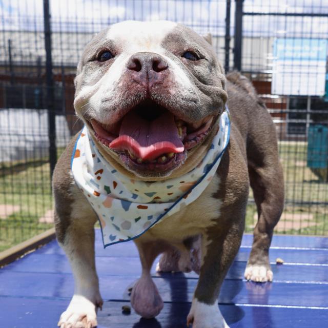 adoptable Dog in San Antonio, TX named SUMMER