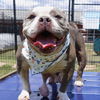 adoptable Dog in  named SUMMER
