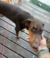 adoptable Dog in  named MILO