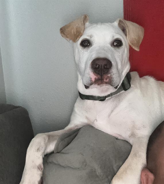 adoptable Dog in San Antonio, TX named VARNOM