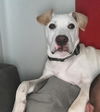 adoptable Dog in  named VARNOM