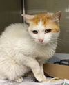 adoptable Cat in  named KAYLA