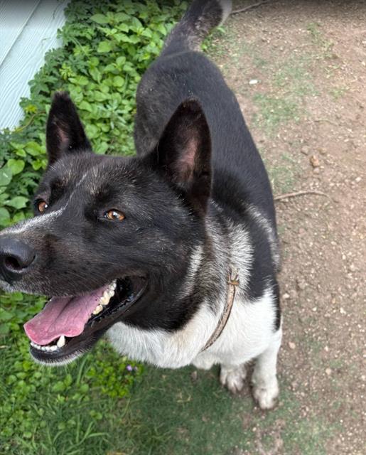 adoptable Dog in San Antonio, TX named OSO