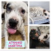 adoptable Dog in  named MARTINA