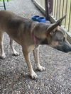 adoptable Dog in  named NALA
