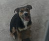 adoptable Dog in  named ESTRELLA