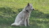 adoptable Dog in  named STELLA