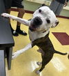 adoptable Dog in  named ANDRE