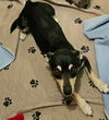adoptable Dog in  named LADY