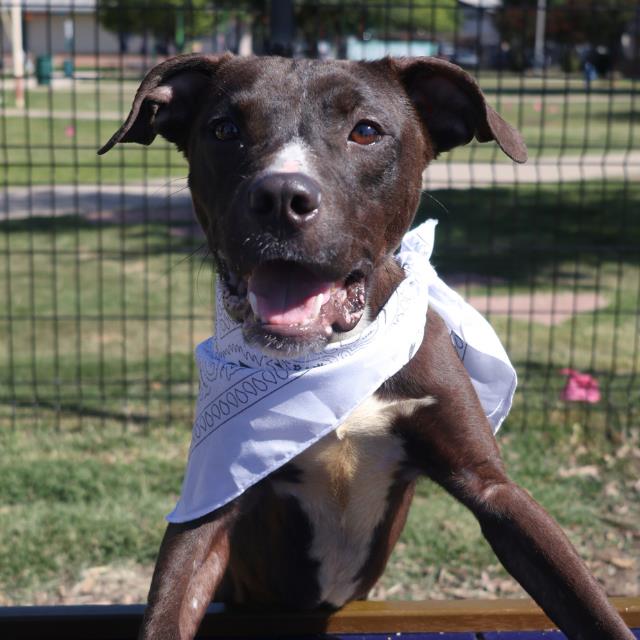 adoptable Dog in San Antonio, TX named KOVU