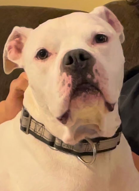 adoptable Dog in San Antonio, TX named UNO