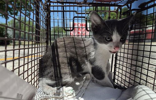 picture of the cat needing adoption