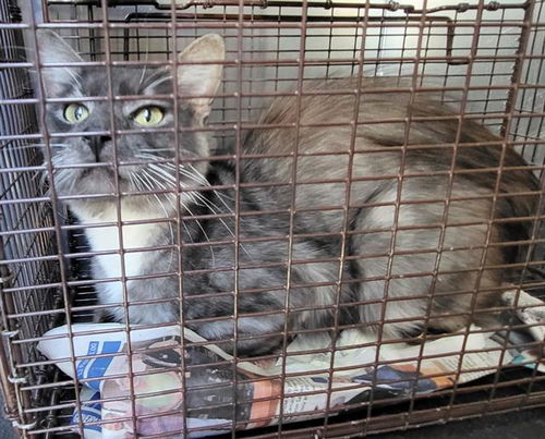 picture of the cat needing adoption