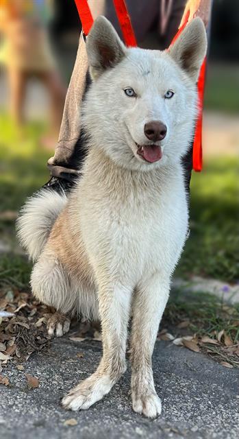 adoptable Dog in San Antonio, TX named GHOST