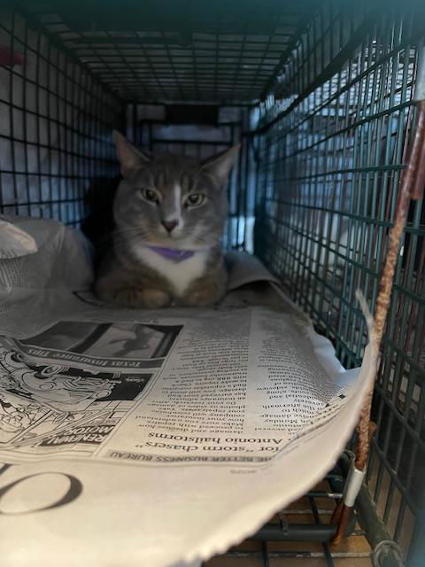 picture of the cat needing adoption