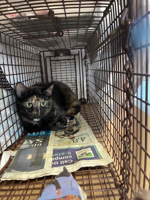 picture of the cat needing adoption