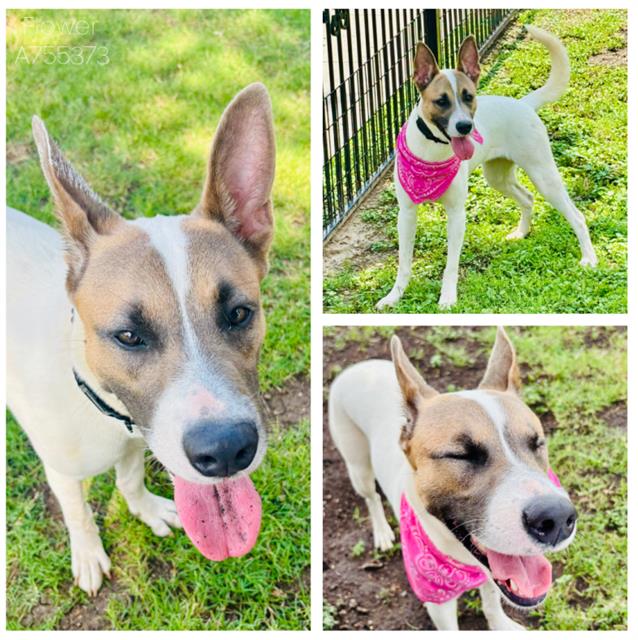 adoptable Dog in San Antonio, TX named FLOWER