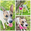 adoptable Dog in  named FLOWER