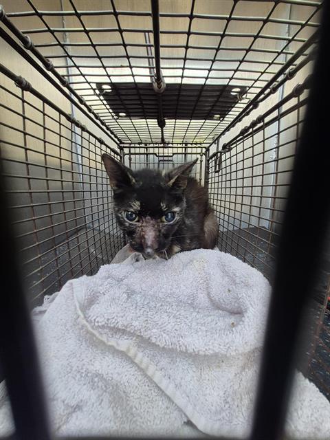 picture of the cat needing adoption