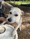 adoptable Dog in  named LITTLE BIT