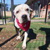 adoptable Dog in  named MOOMOO