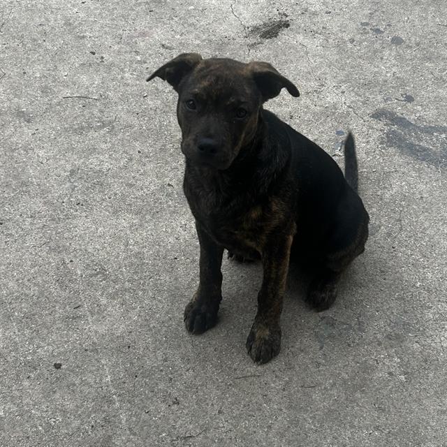 adoptable Dog in San Antonio, TX named BEAR