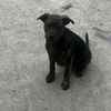 adoptable Dog in  named BEAR
