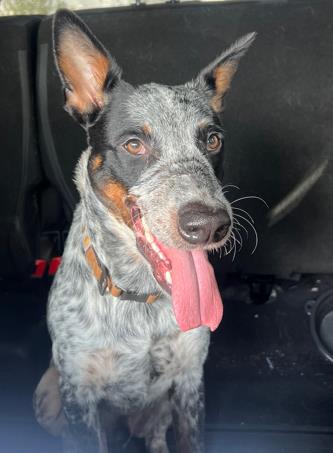 adoptable Dog in San Antonio, TX named JEAN
