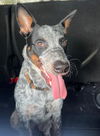 adoptable Dog in  named JEAN