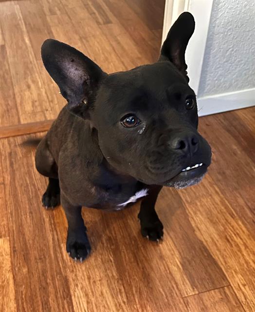 adoptable Dog in San Antonio, TX named MINI