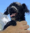adoptable Dog in  named BILLY GIBBONS