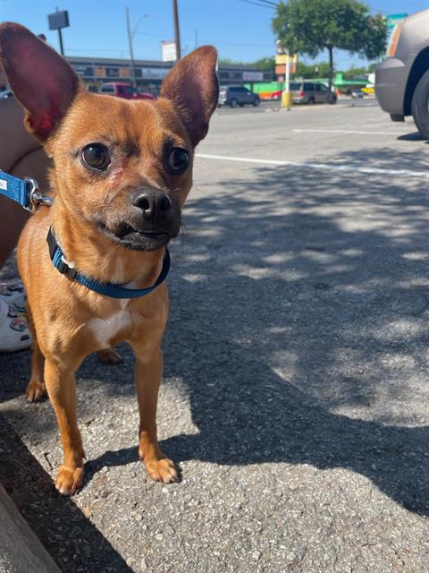 adoptable Dog in San Antonio, TX named NACHO