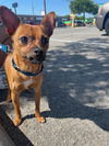 adoptable Dog in  named NACHO