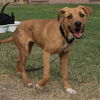 adoptable Dog in  named MOLLY
