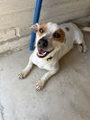 adoptable Dog in  named SHORTY DOO